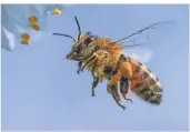  ?? FOTO: PATRICK
PLEUL/DPA ?? Eine Honigbiene auf der Suche nach Nahrung.