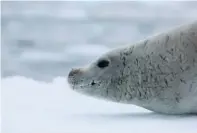  ??  ?? ICE AGE The writer and her husband Kevin (left) take on their first camping experience at Dorian Bay; a crabeater seal (below) resting on a free-floating drift