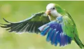 Pets or pests? Quaker parrots invade Madrid - PressReader