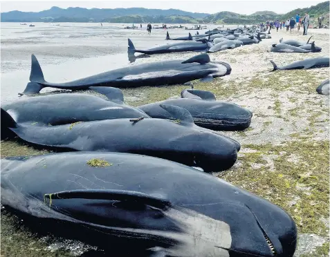  ??  ?? Volunteers flocked to help hundreds of pilot whales which became stranded on a beach at Farewell Spit in Golden Bay, at the northern tip of New Zealand’s South Island