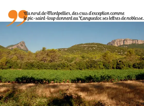  ??  ?? Ils se toisent de leurs calcaires superbes, L’Hortus et le pic Saint-Loup, nés de la légende et des siècles, influencen­t la climatolog­ie du lieu et font partie du terroir au même titre que les sols.