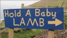  ??  ?? The iconic ‘Hold A Baby LAMB’ sign on Slea Head