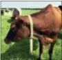  ?? THE ASSOCIATED PRESS ?? A cow stands in a pasture on Seven Oaks Dairy in Waynesboro, Ga. On the cow’s neck is a device called IDA.