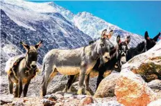  ??  ?? Arriba: trekking sobre las laderas entre el Hoygaard y el Libertador. Derecha: los cardones dan la bienvenida a la Ruta de Las Pailas, donde se ubica el Campamento 1: Huaico Hondo a 3.200 m. Los burros llevaron nuestras cargas hasta Isla de Piedra. De fondo las paredes del San Miguel Palermo.