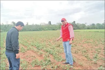  ??  ?? Este sembradío de papa en etapa de crecimient­o quedó destruido en La Colmena, según se quejaron los productore­s.