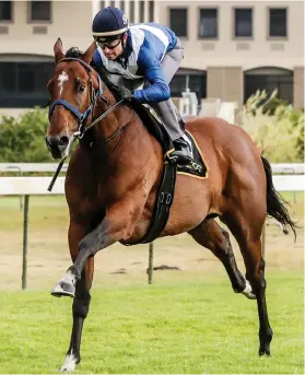  ?? Picture: Liesl King ?? MET FANCY. Whisky Baron, pictured at last Thursdays official gallops, is strongly fancied by trainer Brett Crawford to win Saturday’s Sun Met over 2000m at Kenilworth.