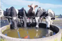  ?? CARLA GOTTGENS/BLOOMBERG ?? A goldfish swims near Friesian cows drinking from trough June 4 at a dairy farm in Gippsland, Victoria, Australia.