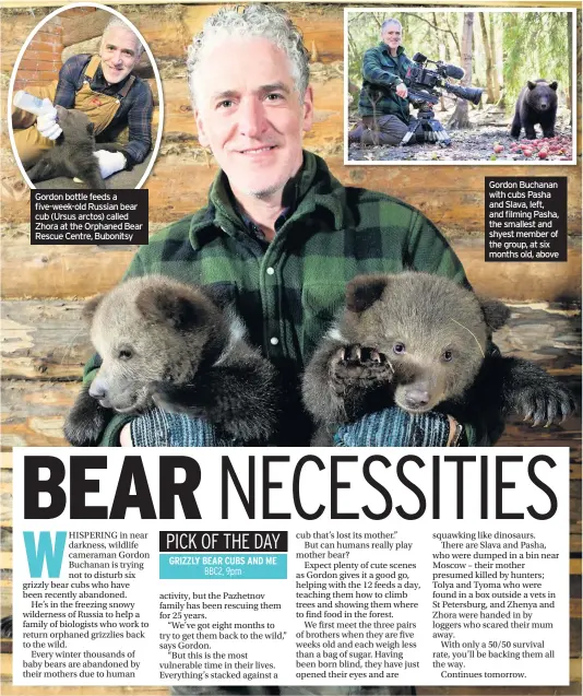  ??  ?? Gordon bottle feeds a five-week-old Russian bear cub (Ursus arctos) called Zhora at the Orphaned Bear Rescue Centre, Bubonitsy Gordon Buchanan with cubs Pasha and Slava, left, and filming Pasha, the smallest and shyest member of the group, at six months old, above