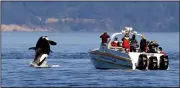  ?? AP/ELAINE THOMPSON ?? People on a whale-watching boat observe an orca near the San Juan Islands in Washington. A state task force seeking to protect the endangered orcas wants to stop such boat tours.