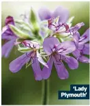  ?? ?? ‘Lady Plymouth’