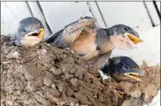  ?? CHARLES SEABROOK ?? As one of their parents approaches with an insect or other food tidbit, these barn swallow nestlings start “begging” for the morsel from the parent. How songbird parents decide which nestling gets the food is a question that has intrigued scientists.