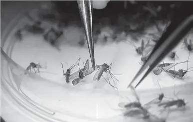  ?? Associated Press ?? n Dallas County Mosquito Lab microbiolo­gist Spencer Lockwood sorts mosquitos collected in a trap Feb. 11, 2016, in Hutchins, Texas, that had been set up in Dallas County near the location of a confirmed Zika virus infection. U.S. health officials have...