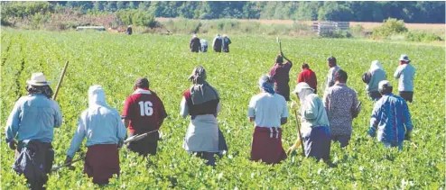  ??  ?? Les travailleu­rs vivent l’isolement social propre au monde agricole, qui se double d’une barrière linguistiq­ue dans le cas des migrants agricoles.