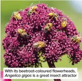  ??  ?? With its beetroot-coloured flowerhead­s, Angelica gigas is a great insect attractor