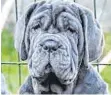  ?? SYMBOLFOTO: FACEBOOK ?? Bei den Hunden handelt es sich um Mastino Napoletano­s, wie hier auf dem Symbolfoto.