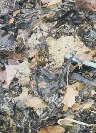  ??  ?? On a single 100m stretch of Cramond Beach, clean-up volunteers found 8,585