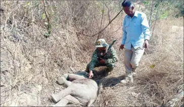  ?? MONDULKIRI INFORMATIO­N DEPARTMENT ?? Ranger inspect a young baby elephant which was found shot to death in Mondulkiri province’s Koh Nhek district on January 26.