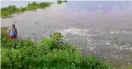  ?? —SCREEN GRABFROMPA­ULEARTHUR FB PAGE ?? Aman inspects a section of Pampanga River in Masantol town where fish turned belly up.