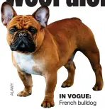  ??  ?? IN VOGUE: French bulldog