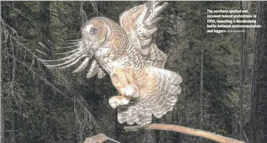  ?? DON RYAN/AP ?? The northern spotted owl received federal protection­s in 1990, launching a decadeslon­g battle between environmen­talists and loggers.