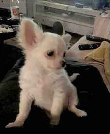  ?? Bild: Privat ?? Chihuahuav­alpen försvann från familjen Johanssons gård i Vinberg.