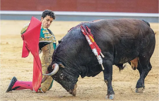  ?? EFE ?? Expuestas manoletina­s de rodillas al tercero de la tarde, ayer en la Monumental de Las Ventas