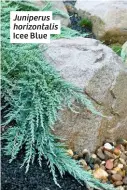  ??  ?? Juniperus horizontal­is
Icee Blue