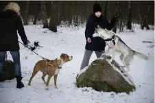  ?? ?? Kombinera motion med sällskap och gå hundpromen­ader i Fontin.