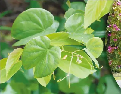 羊年談羊花羊蹄甲和羊躑躅 Pressreader