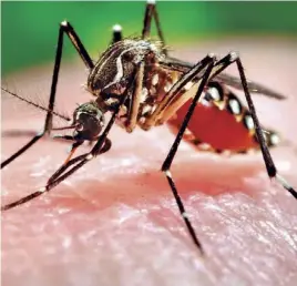  ?? ?? ▲ El único mosquito que transmite el dengue es el aedes aegypti.