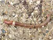  ?? SUSAN DAY ?? A mature Asian jumping worm is distinguis­hable by the creamy gray or white band encircling its body.