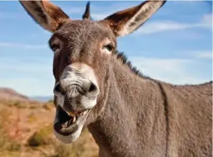  ??  ?? TOOTHY GRIN: Normally docile, donkeys pack a potentiall­y painful bite