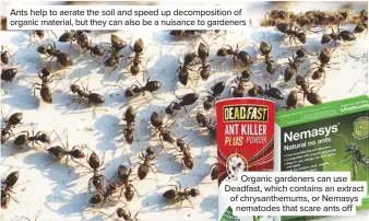  ??  ?? Ants help to aerate the soil and speed up decomposit­ion of organic material, but they can also be a nuisance to gardeners