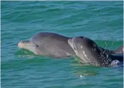  ?? FILE - SARASOTA DOLPHIN RESEARCH PROGRAM VIA AP ?? Bottlenose dolphins swim in open waters off Sarasota Bay, Fla.