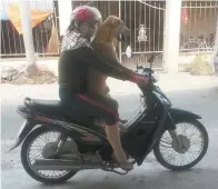  ??  ?? A dog riding a moped in Vietnam.