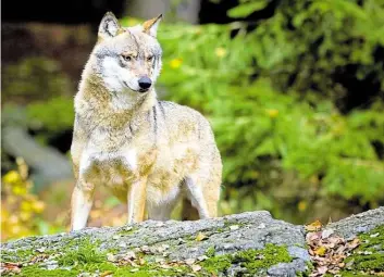  ?? BILD: PATRICK PLEUL ?? Große Diskussion im Land: ein Wolf (Canis lupus), aufgenomme­n im Tier-Freigeländ­e im Nationalpa­rk Bayerische­r Wald bei Neuschönau.