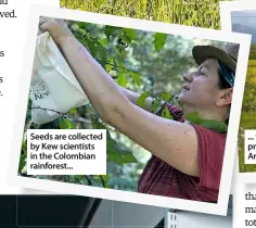  ??  ?? Seeds are collected by Kew scientists in the Colombian rainforest...