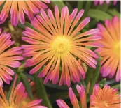  ?? DARWIN PERENNIALS ?? Ocean Sunset Orange Glow’s flowers are about as cheerful as a flower can get.