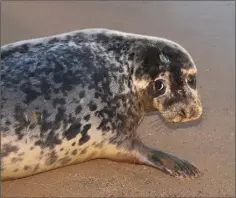  ??  ?? ‘Wallie’, the grey seal, at one of Seal Rescue Ireland’s seal releases in Courtown. They have been awarded €1,000 in funding.