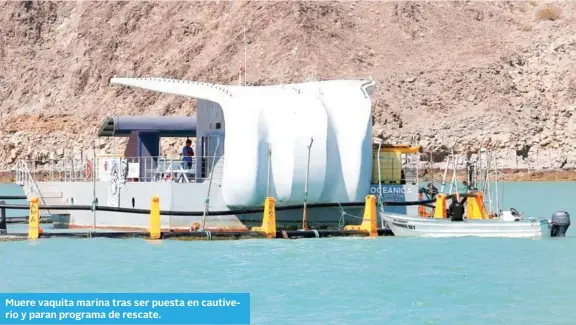  ??  ?? Muere vaquita marina tras ser puesta en cautiverio y paran programa de rescate.