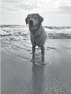  ?? ?? Tank, a therapy dog in Summit County’s Turning Point Program, enjoys a trip to the ocean in Cocoa Beach, Florida.
