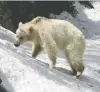  ??  ?? A rare white grizzly photograph­ed this year in Banff park.