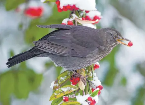 ?? FOTO: RONALD WITTEK/DPA ?? Beerensträ­ucher im Garten sind eine gute Ergänzung für den Nahrungspl­an der Vögel.