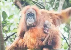  ??  ?? Photo shows the Tapanuli orangutan at the Batang Toru Ecosystem in North Sumatra, south of Lake Toba. — AFP photo