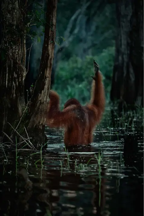  ??  ?? Right
MAGICAL MOMENTS
Seeing an orangutan wade through waist-high water in Borneo was one of Uri’s favourite moments
of the project