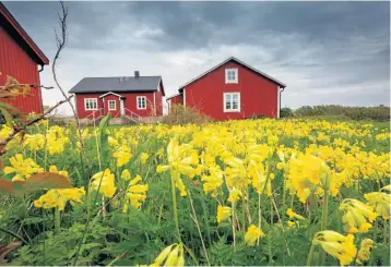  ??  ?? På Hållö finns över 300 olika växter. Men frågan är väl om inte den här ängen med Gullvivor framför de gamla fyrvaktarb­ostäderna är vackrast.