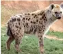  ??  ?? Retour d’une hyène tachetée, espèce qu’on croyait localement disparue