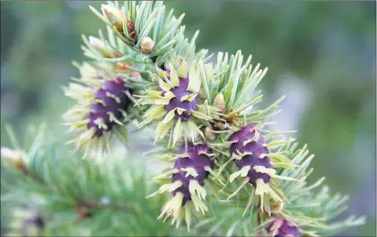  ?? Photo by Renee Galeanno-Popp ?? Immature bristlecon­e pine cones. There are over 600 species of conifers, including the world’s oldest trees, the Great Basin bristlecon­e pines (Pinus longaeva).