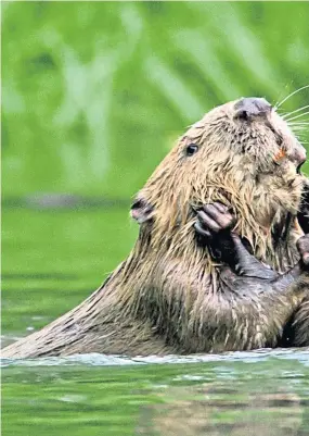  ?? Picture: Getty. ?? Splashing out for all the others – beavers bring lots of benefits.