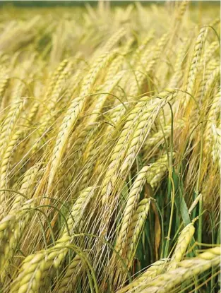  ??  ?? El trigo es la principal materia prima de Cerealto Siro.